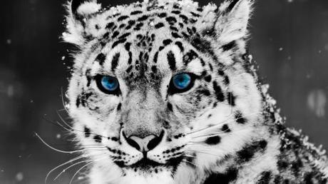 Snow Leopard Faces Extinction Image from www.ourprg.com
