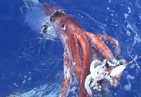 Photo of a REAL giant squid spotted by Japanese scientists  On December 4, 2006