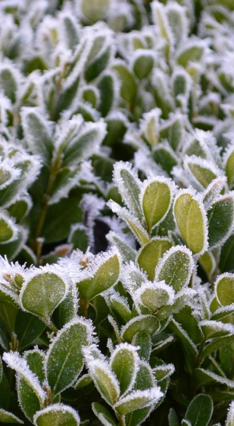 On a frosty morning