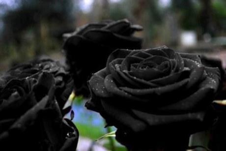 black roses1