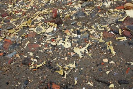 Colourful foreshore