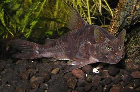 What a Catfish should really look like 