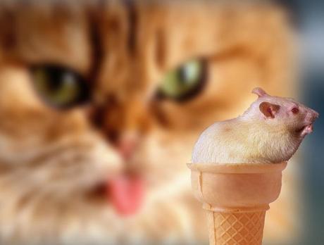 Cat Ice-cream Cat Treat