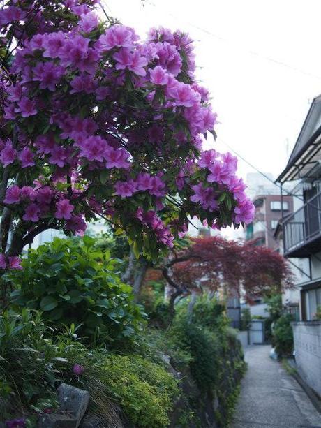 P5030066 樋口一葉を育んだ街，本郷元菊坂町 / Tokyo,Hongo   associated with Ichiyo Higuchi