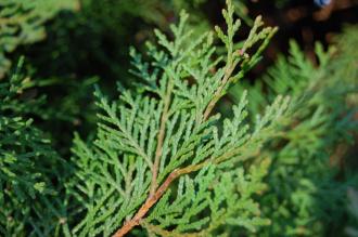 Platycladus orientalis 'Elegantissima' Leaf (30/12/2013, Kew Gardens, London)