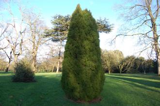 Platycladus orientalis 'Elegantissima' (30/12/2013, Kew Gardens, London)