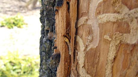 Emerald ash borer larvae damage the ash trees they live in.