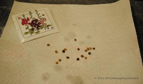 Hollyhock seeds laid on a clean paper towel