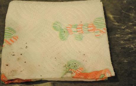 seed towel folded into quarters