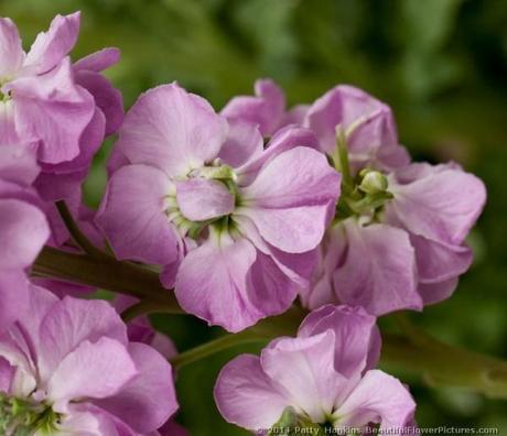 Figaro Light Rose Stock © 2014 Patty Hankins