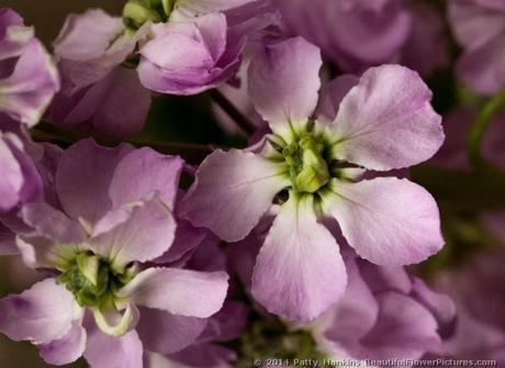 Figaro Light Rose Stock © 2014 Patty Hankins