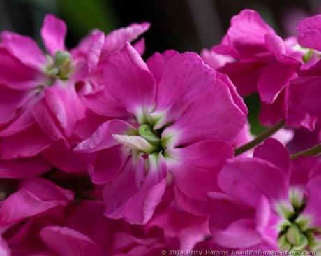Katz Bright Rose Stock © 2014 Patty Hankins