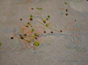 Seed Viability, Part Potting Sprouts