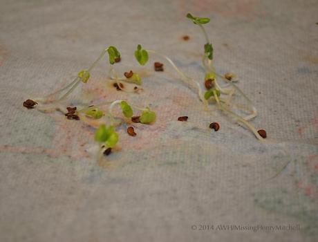 seedlings embedded in towel