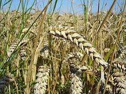 Hidden Wheat Ingredients