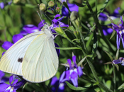 White Butterfly Spiritual Meaning Symbolism