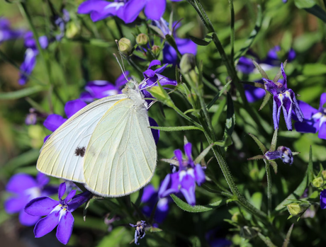 White Butterfly Spiritual Meaning and Symbolism