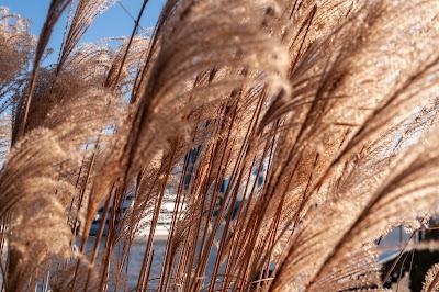 Peekaboo [on the waterfront]