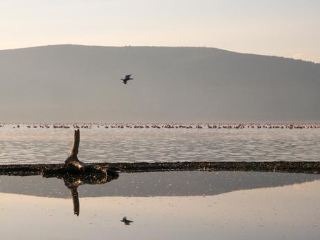 bird and reflection flying over a lake in kenya