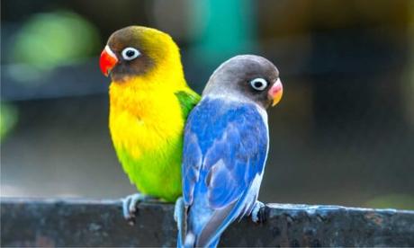 Love Birds Price in India: Finding Your Perfect Feathered Companion