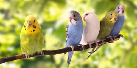 Love Birds Price in India: Finding Your Perfect Feathered Companion