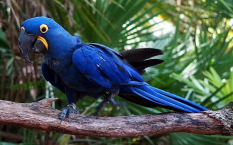 Hyacinth Macaw