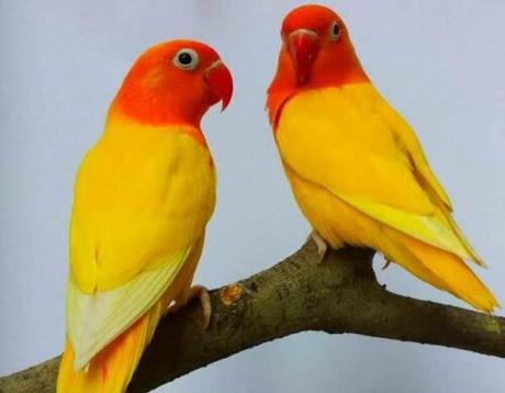 Lutino Lovebird