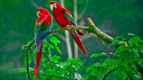 Scarlet Macaw