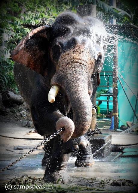 Tusker dance at Guruvayur Tusker dance at Guruvayur