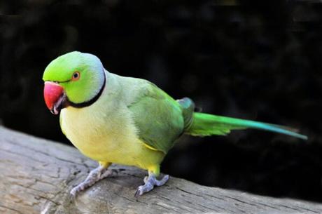 Indian Ringneck Parrot
