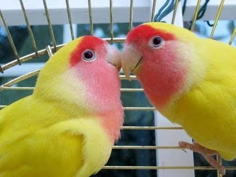 Lutino Lovebird