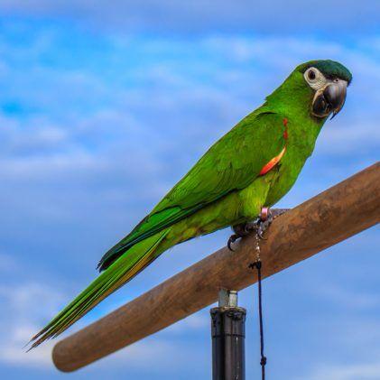 Macaw Parrot Price in India: India’s Hidden Gems Hanhs Macaw