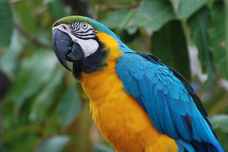 Macaw Parrot Price in India: India’s Hidden Gems Blue and Gold Macaw