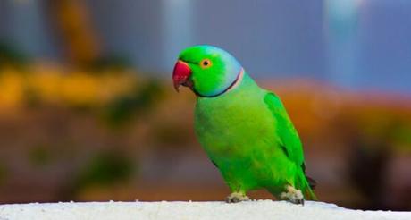 Macaw Parrot Price in India: India’s Hidden Gems Indian Ringneck Parrot
