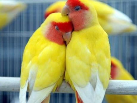 Macaw Parrot Price in India: India’s Hidden Gems Lutino Lovebird