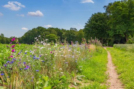 A rural path with colorful wildflowers on one side.