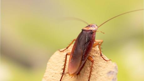 5 Most Common Types of Cockroaches in Southern California