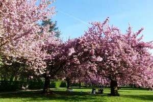 Cherry blossom in Japan