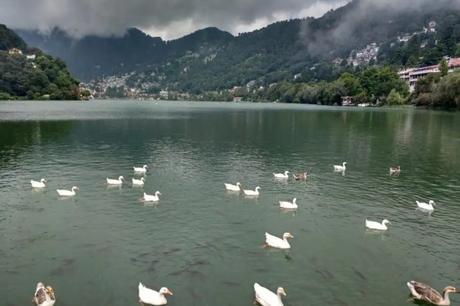ducks swimming in Naini Lake