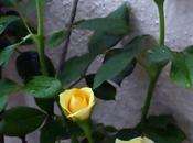 பட்டு வண்ண ரோசாவாம் Yellow Roses