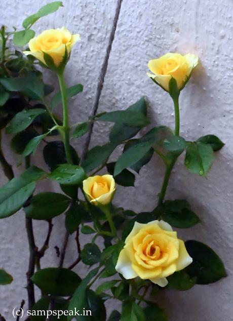 பட்டு வண்ண ரோசாவாம் ~  Yellow Roses !