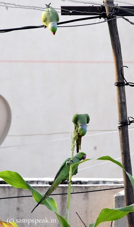 Parrots attacking food grains ! - கடவுள் என்னும் முதலாளி, கண்டெடுத்த தொழிலாளி - விவசாயி