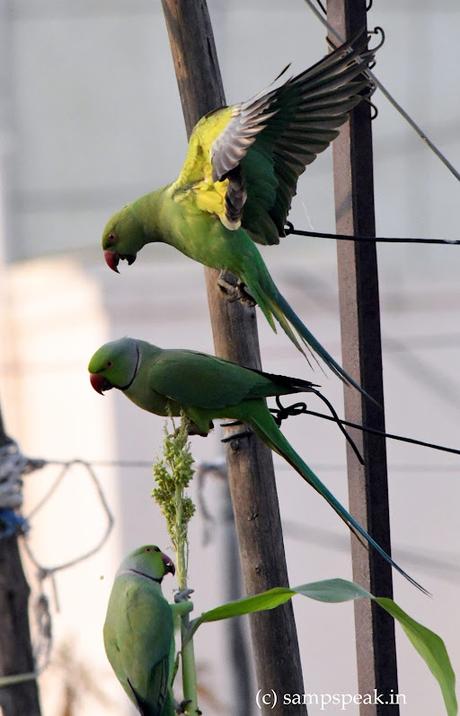 Parrots attacking food grains ! - கடவுள் என்னும் முதலாளி, கண்டெடுத்த தொழிலாளி - விவசாயி