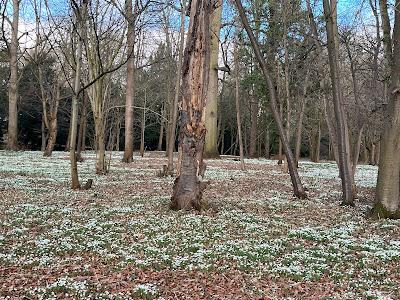 Snowdrops 2024 - Attingham Park