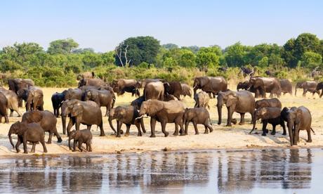 Zimbabwe defends export of elephant calves !!