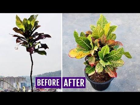 How To Make Croton Bushier?  