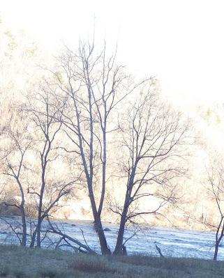Winter Trees and the French Broad River