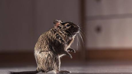 Emergency Rodent Control: 24/7 Services to Solve Infestations