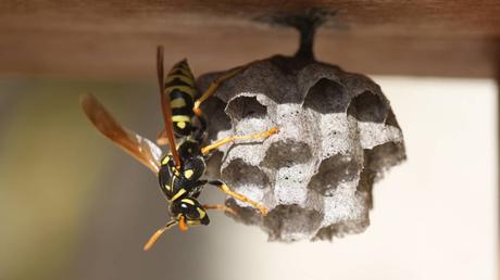 Comparing DIY Wasp Removal Methods vs. Professional Services