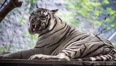 Arignar Anna Zoological Park is a popular tourist destination in Chennai.